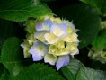 /album/fotos1/hydrangeas-jpg/